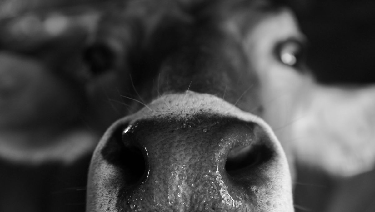 Gruyère, vaches à l'alpage, Tissiniva, Philippe Gasser photographe documentaire